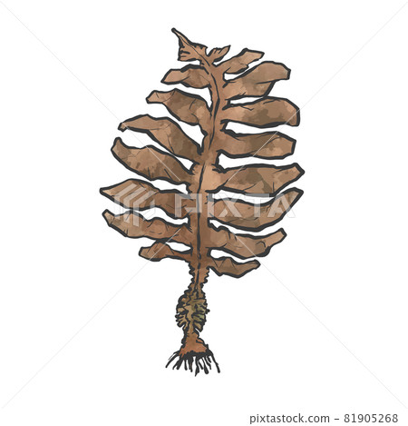 Japanese style hand-drawn line art illustration of wakame seaweed Japanese style hand-drawn line art illustration of wakame seaweed 81905268