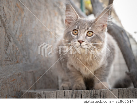 Maine Coon kitten outdoors 81905514