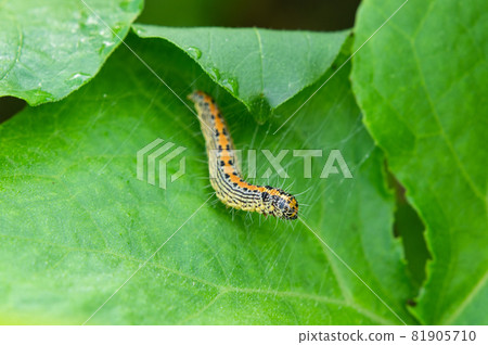 Nakaaofutomeiga larva caterpillar 81905710