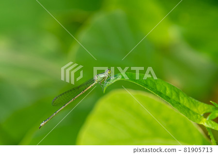 硒條紋豆娘 硒條紋豆娘 81905713