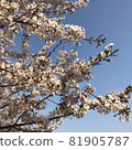 櫻花守望新生活 81905787