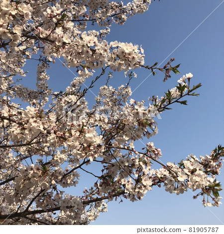 櫻花守望新生活 櫻花守望新生活 81905787