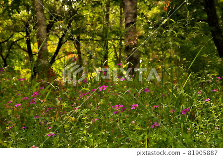 Asamafuuro flower 81905887