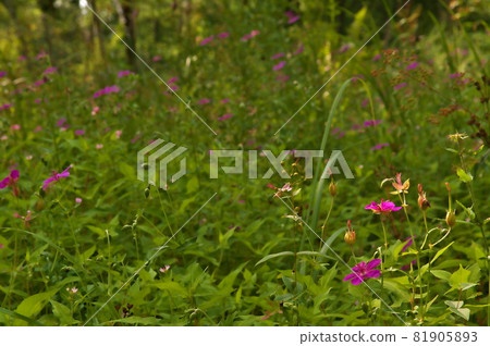 淺間風花 81905893