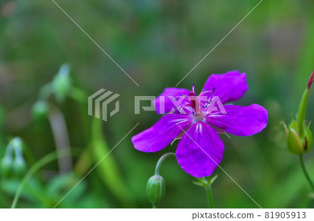 淺間風花 淺間風花 81905913