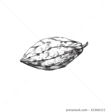 Chocolate cacao bean, fruit of cocoa plant for cooking sweet food or drinks. 81906151