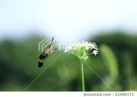 Garlic flowers and hawk moth Garlic flowers and hawk moth 81906153