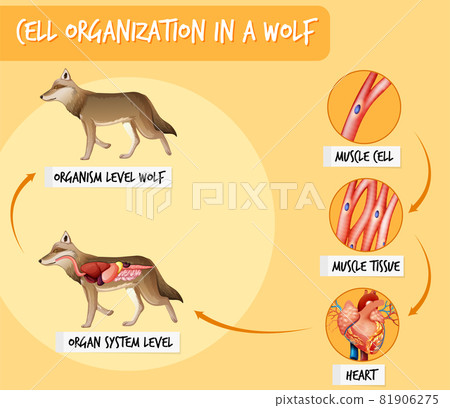 Diagram showing cell organization in a wolf Diagram showing cell organization in a wolf 81906275