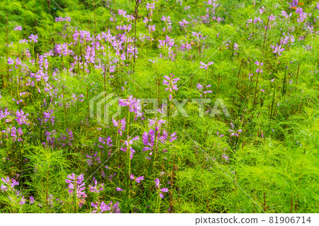 Obedient plant blooming in a cosmos field waiting for autumn 81906714