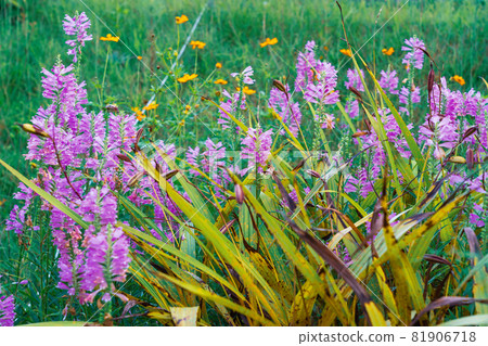 Obedient plant blooming in a cosmos field waiting for autumn Obedient plant blooming in a cosmos field waiting for autumn 81906718