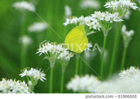 Nira flowers and monchigo Nira flowers and monchigo 81906808