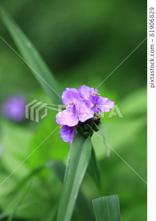 Flower of Murasaki Yukusa 81906829
