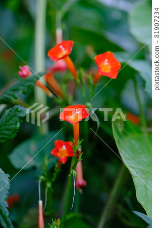 橙紅蔦蘿 橙紅蔦蘿 81907234