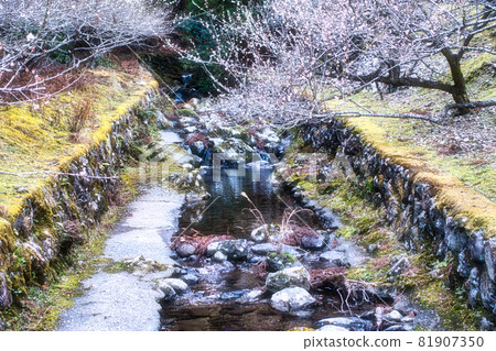 Plum blossoms and plum grove Akaya plum grove (Tokushima prefecture) 81907350