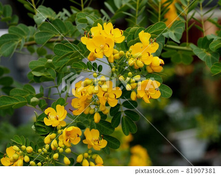 Yellow flowers and buds of Kobano Senna 81907381