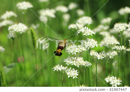 Pellucid hawk moth flying between garlic flowers Pellucid hawk moth flying between garlic flowers 81907447