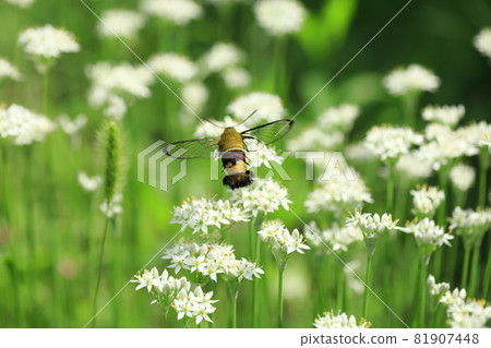 Garlic flowers and hawk moth Garlic flowers and hawk moth 81907448