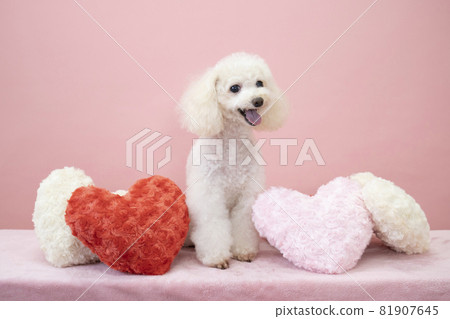Aaron-chan 帶著心形墊和微笑的玩具貴賓犬 Aaron-chan 帶著心形墊和微笑的玩具貴賓犬 81907645