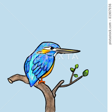 藍翠鳥棲息在樹枝上 藍翠鳥棲息在樹枝上 81907656