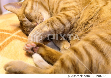 Sleeping tea tabby cat Sleeping tea tabby cat 81907668