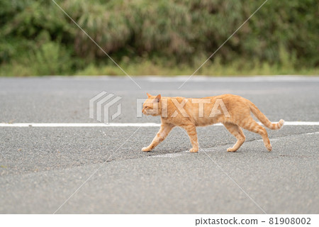 Cat crossing the road 81908002