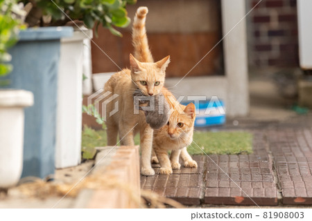 A cat walking with a kitten in its mouth 81908003