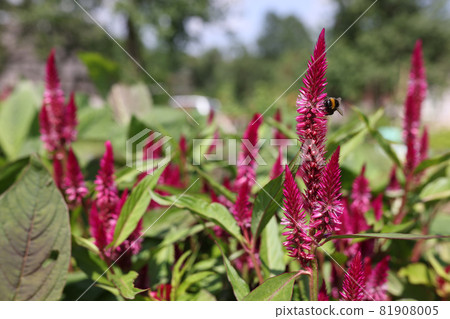 Closeup of pink celosia flowers growing in garden 81908005