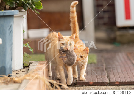 A cat walking with a kitten in its mouth 81908110