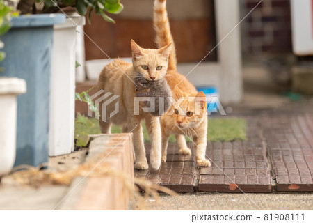 A cat walking with a kitten in its mouth 81908111