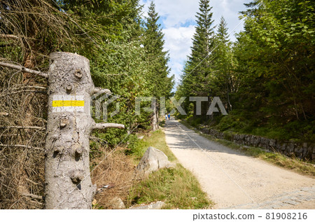Trail marker on a tree stump in Giant Mountains, selective focus, Poland. 81908216