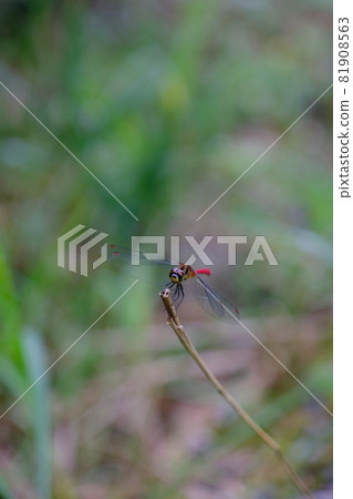 Red dragonfly 81908563