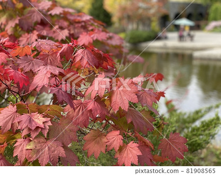 Autumn leaves close up 81908565
