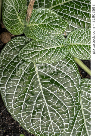 White Nerve Plant White Nerve Plant 81908698