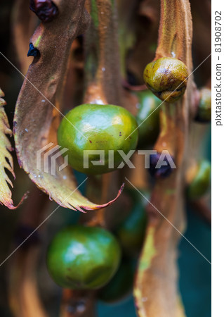 Seeds of Cycas Circinalis Sago Palm Seeds of Cycas Circinalis Sago Palm 81908702