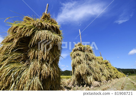 Stick a bunch of harvested rice on a stick 81908721
