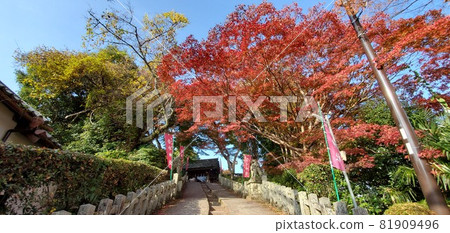 吉野的秋葉染紅了 81909496