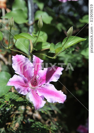 Clematis gilenas Clematis gilenas 81909659