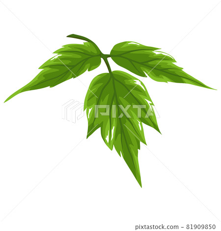 Illustration of stylized green leaves. Decorative summer plant. 81909850