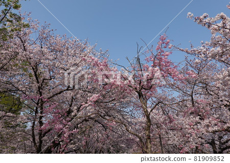 Cherry blossoms at Osaka Castle 81909852