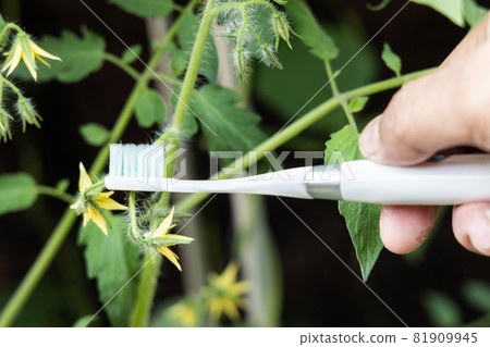 Hand holding electric vibrating toothbrush attempt to manually hand pollinate tomato plant flower 81909945
