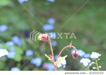 Furindaikonsou Geum Rivale Furindaikonsou Geum Rivale 81910250