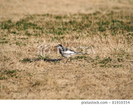 尋找晚餐? (走在草坪上的Seguro Sekirei) 尋找晚餐? (走在草坪上的Seguro Sekirei) 81910354