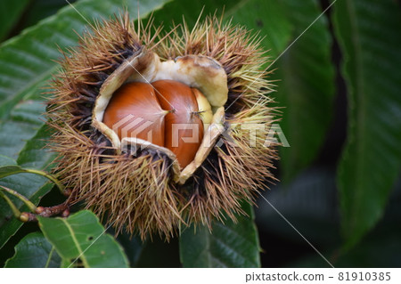 It's autumn, and a big brown chestnut from the squid It's autumn, and a big brown chestnut from the squid 81910385