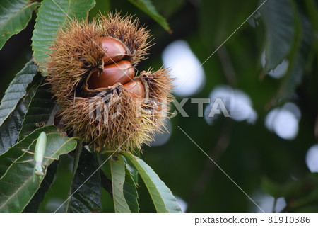 It's autumn, and a big brown chestnut from the squid It's autumn, and a big brown chestnut from the squid 81910386