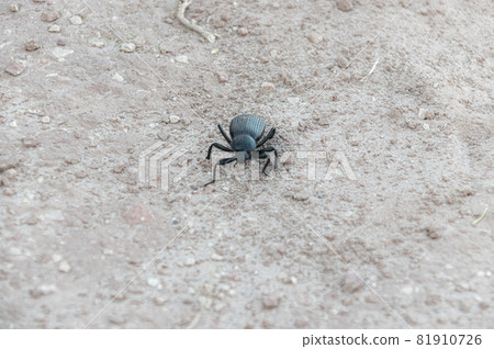 沙漠中的黑蟲 81910726