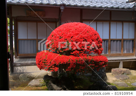 [Important Traditional Buildings Preservation District] Tsuyama City, Josai District, Aizenji Temple's Honbo Courtyard, Great Kirishima Azalea, Tsuyama City, Okayama Prefecture 81910954