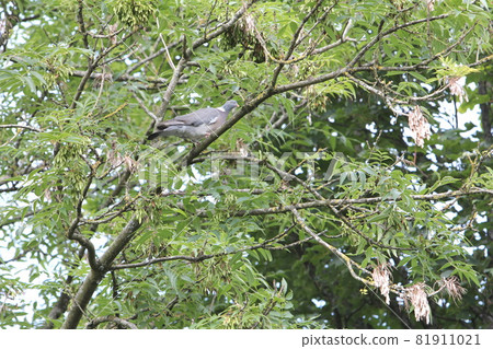 Wood pigeon perching on a tree 81911021