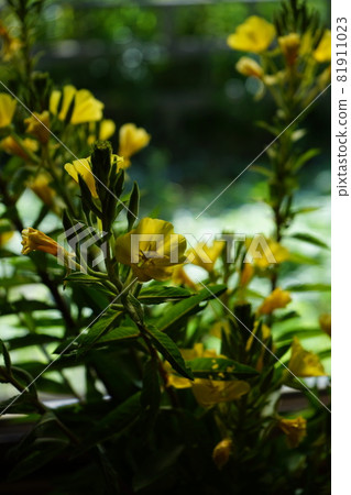 Summer flowers evening primrose 81911023
