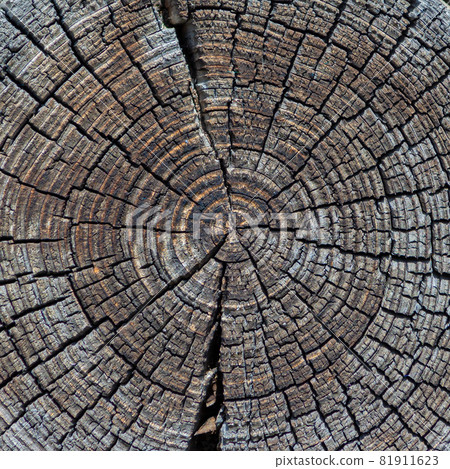 Cross section of the old tree color Cross section of the old tree color 81911623
