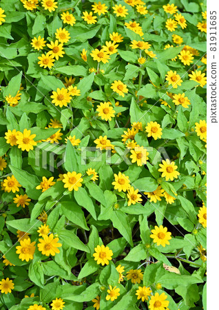 Plant: Melampodium Asteraceae 81911685